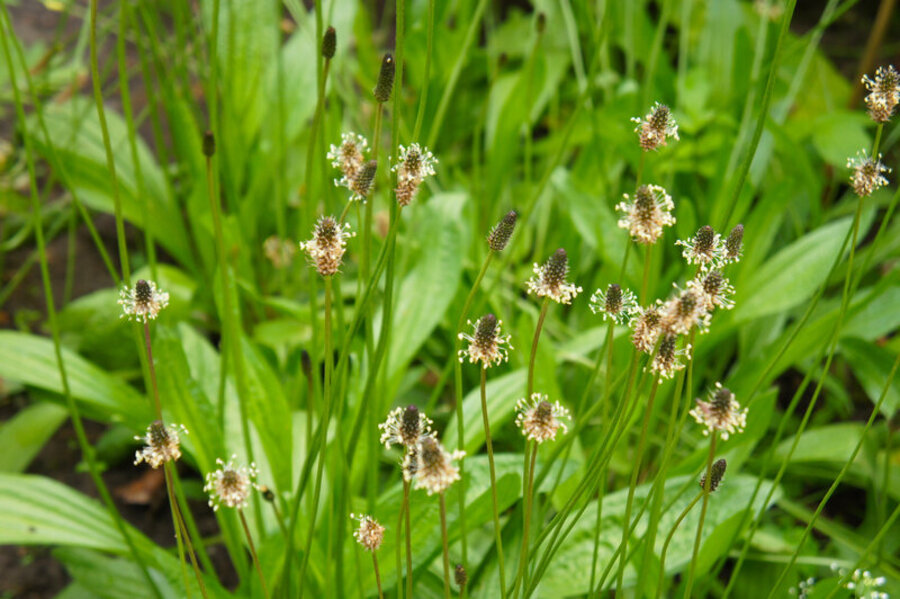la-piantaggine-un-erba-comune-per-il-sollievo-delle-mucose-irritate