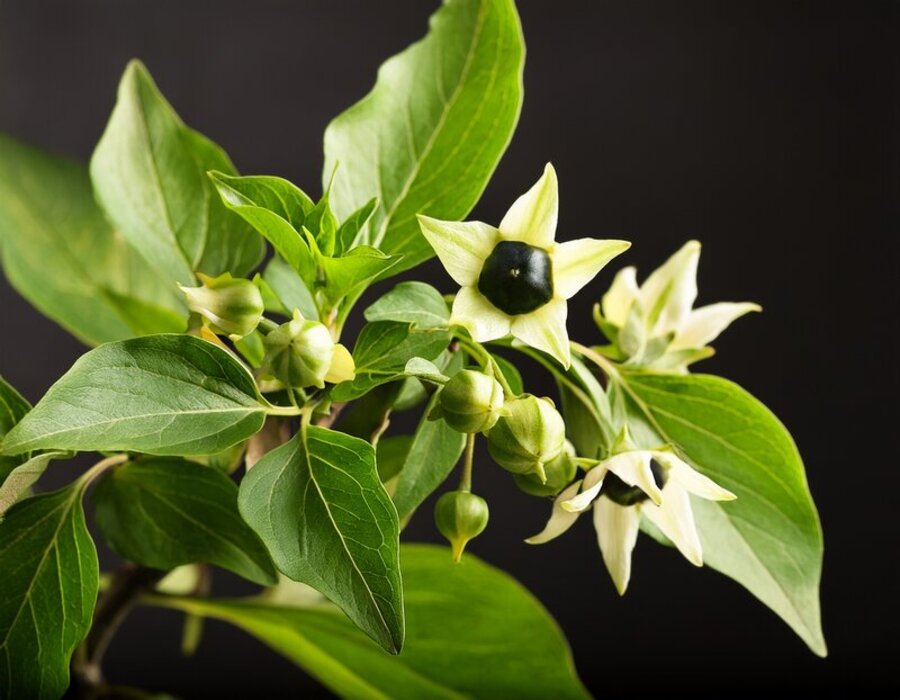 perche-naturale-non-significa-sicuro-cosa-sono-gli-alcaloidi-tropanici