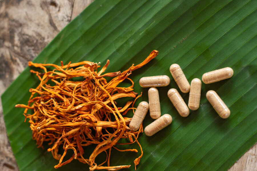 cordyceps-proprieta-benefici-e-rischi-cosa-dice-la-scienza