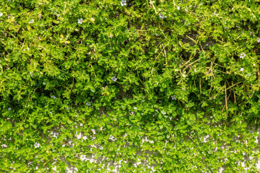 bacopa-monnieri-benefici-per-memoria-e-concentrazione-efficacia-e-rischi