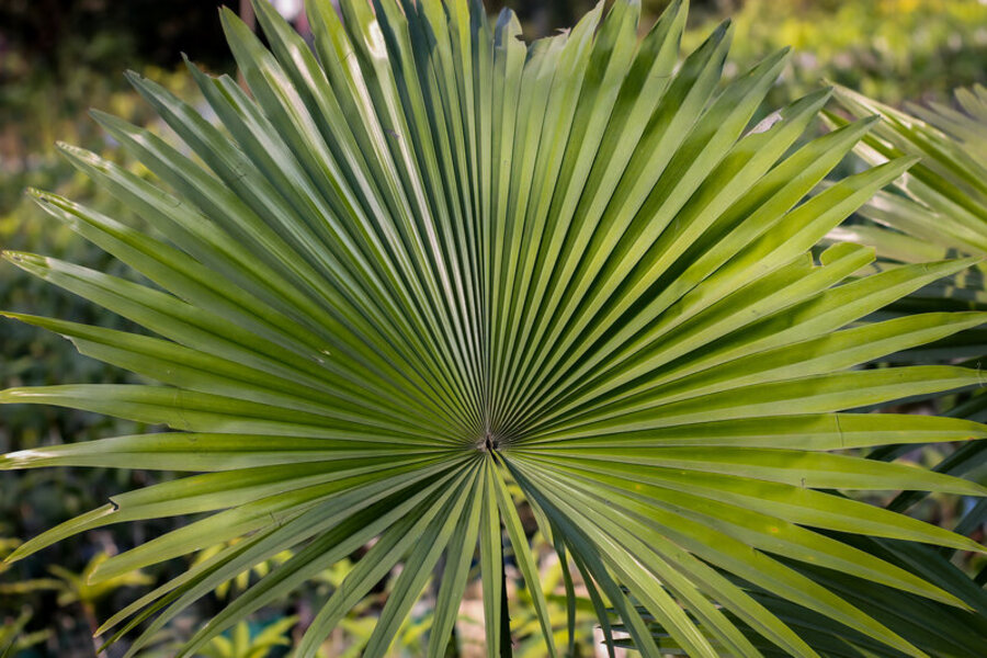 serenoa-repens-possibili-effetti-collaterali-sessuali-e-psichiatrici