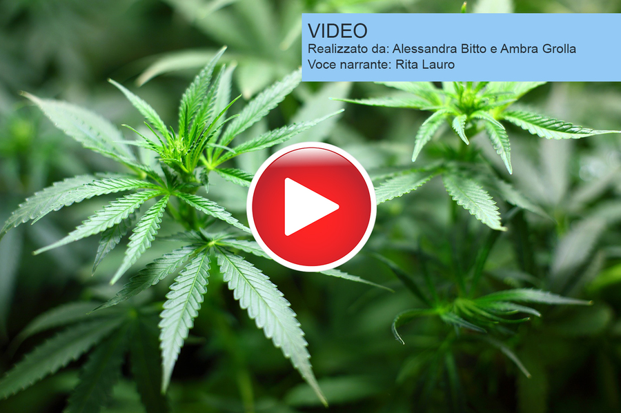la-cannabis-ed-i-suoi-derivati-sono-utili-nel-dolore-cronico